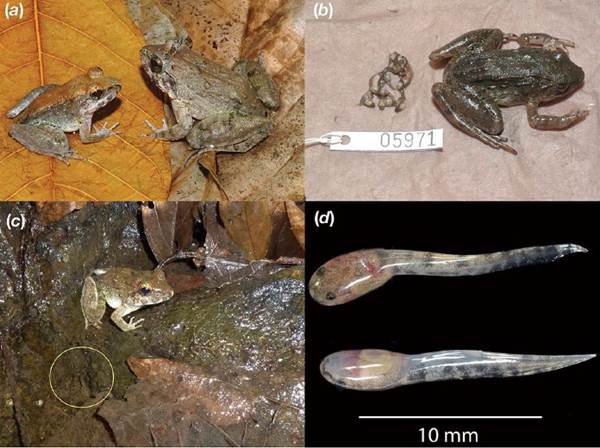 Limnonectes larvaepartus:  Spesies Baru Katak yang Melahirkan Kecebong Temuan Prof. Djoko T. Iskandar
